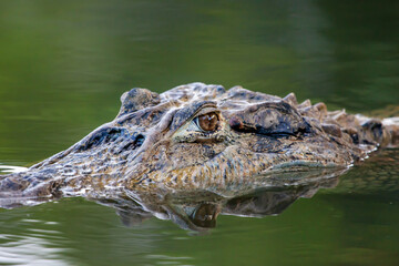 Crocodile's head (lat. Crocodilia) in river water large with a bright eye and clear lines of the animal's skin on a bright sunny day, reflection in the water. Marine animals, reptiles, ecology.