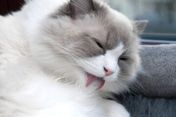 A white ragdool cat cleaning her fur by licking by tongue. Close up. Shallow Depth of Field. SDF. 