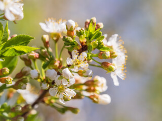 White blossoming apple trees. White apple tree flowers