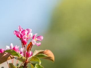 Fresh pink flowers of a blossoming apple tree with blured background