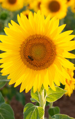 Close-up of a sunflower with a bee collecting pollen. Out of focus background with more sunflowers. Sunflower crop.