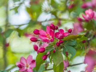 Fresh pink flowers of a blossoming apple tree with blured background