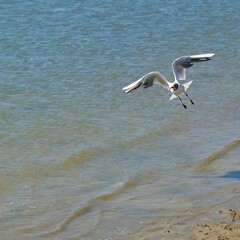 Landing black-headed gull on the beach of Borkum - Lachmöve beim Landen am Strand von Borkum