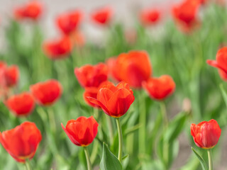 Fototapeta na wymiar Colorful red tulips blossom in spring garden