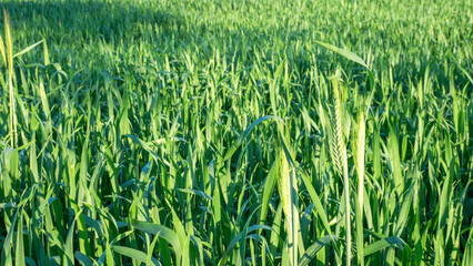 Young, pale green shoots of wheat or barley. Large agricultural rural wheat field
