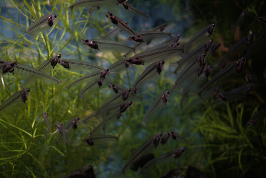 Bank of glass catfish. Kryptopterus bicirrhis
