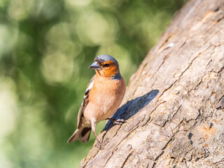 Common chaffinch, Fringilla coelebs, sits on a tree. Common chaffinch in wildlife.
