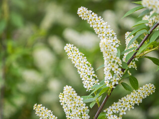 White flowers blooming bird cherry. Close-up of a Flowering Prunus padus Tree with White Little Blossoms