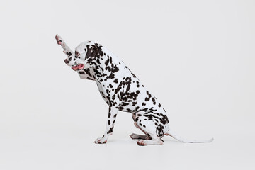 Full-length portrait of young beautiful Dalmatian dog posing isolated over gray studio background. Concept of breed, vet, beauty, animal haelth and life, care.