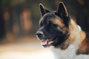 Beautiful dog breed American Akita, portrait with an interested muzzle in the forest. Fluffy, woolly young pet. The concept of pets, pet food, pet supplies, veterinary medicine. - 509990035