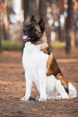 Beautiful dog of the American Akita breed, sits with an interested muzzle in the forest. Fluffy, woolly young pet. The concept of pets, pet food, pet supplies, veterinary medicine. - 509990075