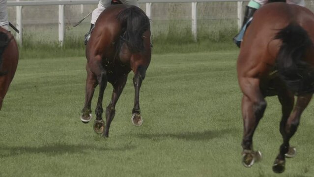 Horses run in competitions in the race for first place. Horse racing in slow motion.