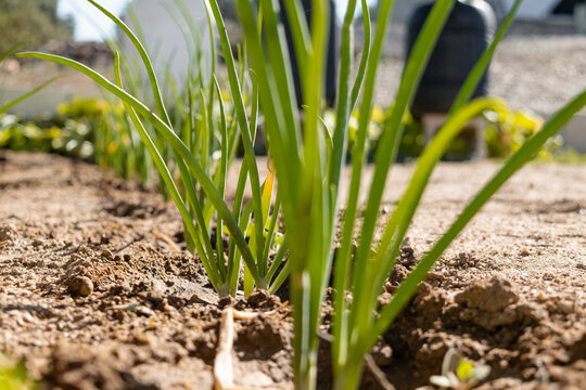 Planta de la cebolla sembrada en huerta