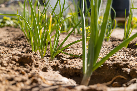Planta de la cebolla sembrada en huerto
