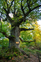 The mighty old oak tree called "Kamineiche" in the "Urwald Sababurg" ancient forest, Reinhardswald, Hesse, Germany