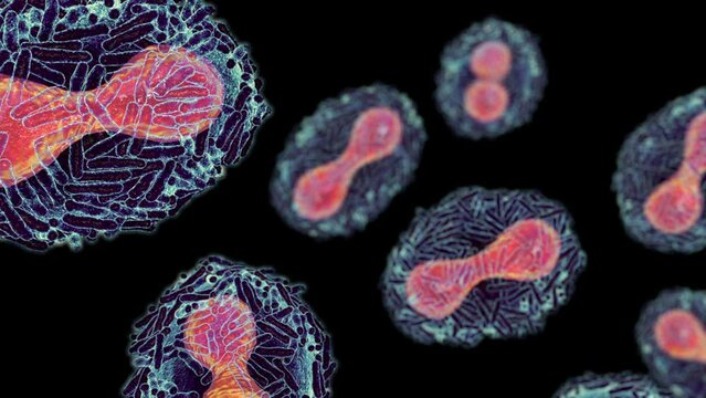 Monkeypox virus, 3D animation. A zoonotic virus from Poxviridae family, causes monkeypox, a pox-like disease