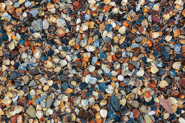 surface of the beach from numerous seashells on the shore of the Caspian Sea