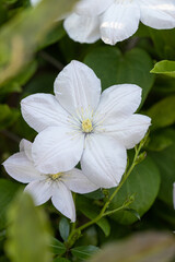 Obraz na płótnie Canvas Beautiful White Flower of the Clematis Vine.