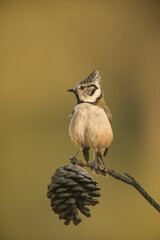 Crested Tit (Lophophanes cristatus)  perched on branch in forest, Alicante, Spain, Europe
