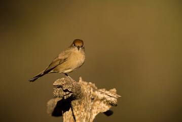 Blackcap female (Sylvia atricapilla) perched on branch in forest,  Alicante, Spain, Europe