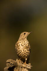 Mistle thrush {Turdus viscivorus} perched on branch. Spain. Alicante.
