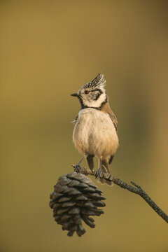 Crested Tit (Lophophanes cristatus)  perched on branch in forest, Alicante, Spain, Europe