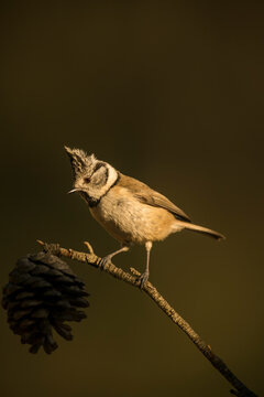 Crested Tit (Lophophanes cristatus)  perched on branch in forest, Alicante, Spain, Europe