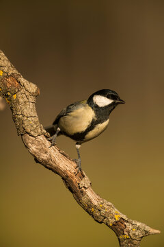 Great Tit (Parus major) perched on branch in forest, Alicante, Spain, Europe