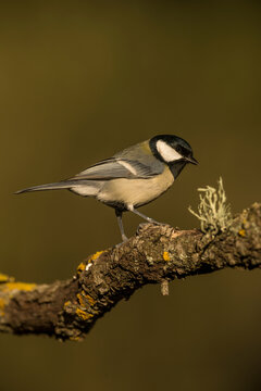 Great Tit (Parus major) perched on branch in forest, Alicante, Spain, Europe