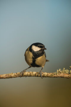 Great Tit (Parus major) perched on branch in forest, Alicante, Spain, Europe