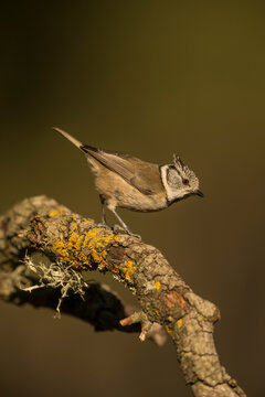 Crested Tit (Lophophanes cristatus)  perched on branch in forest, Alicante, Spain, Europe