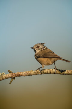 Crested Tit (Lophophanes cristatus)  perched on branch in forest, Alicante, Spain, Europe