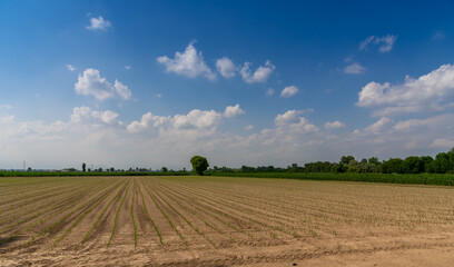 Fototapeta premium Field with young corn plants near Racconigi, Piedmont, Italy in the Po Valley (Padain Plain) with blue summer sky with clouds