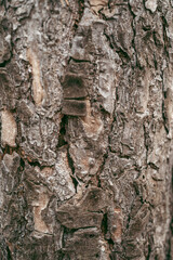 Bark pattern is seamless texture from tree. For background wood work, Bark of brown hardwood, thick bark hardwood, residential house wood. nature, trunk, tree, bark, hardwood, trunk, tree, 