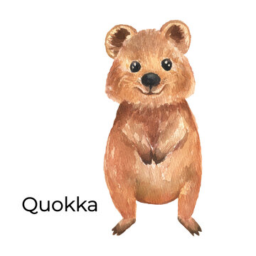 Australian Animal Watercolor Illustration Isolated On White Background. Cute Hand Drawn Quokka. Australia Day