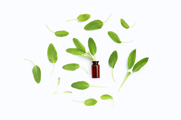 Sage leaves on white background.