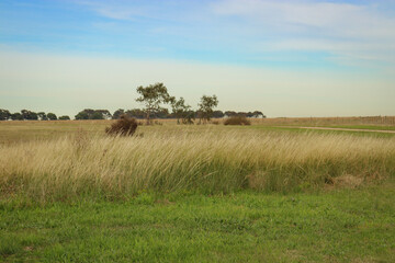 long grass in a field