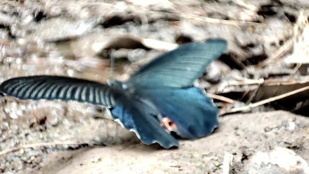 Butterfly flapping wings 