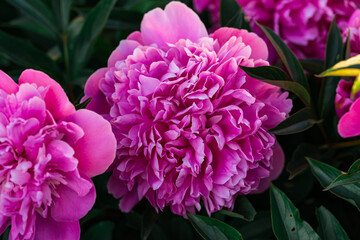 Obraz premium Close-up bright peony flower