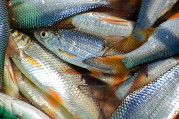 Fishtail, orange fins and silvery scales of a roach close-up, top view