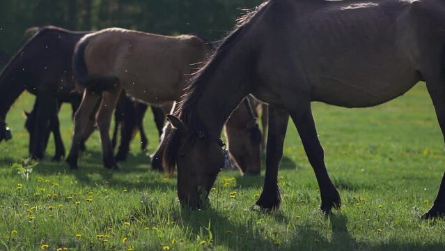 Horses feeding on grass in a high-altitude pasture. Wild mares grazing on green fields with dandelion flowers.