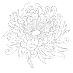 Fototapeta na wymiar Sketches of flowers. Minimalistic illustration with chrysanthemum. Idea for logo, poster, postcard, tattoo, emblem. Print for textiles, wallpapers, textiles.