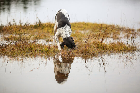 Dog english pointer
