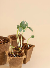 Seedlings in biodegradable pots on light yellow close up. Indoor gardening