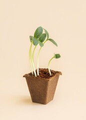 Seedlings in biodegradable pot on light yellow close up. Indoor gardening