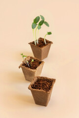 Seedlings in biodegradable pots on light yellow close up. Indoor gardening