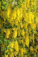 Blooming yellow acacia tree