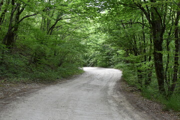 Obraz premium road in the woods