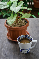 Plant in the pot and  coffee mug