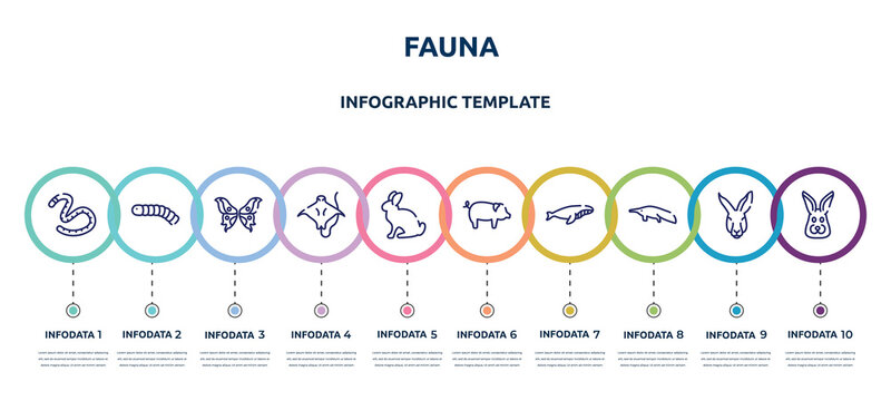 fauna concept infographic design template. included earth worm, silkworm, butterfly wings, stingray with long tail, sitting rabbit, pig with round tail, whale swimming, sitting anteater, rabbit head
